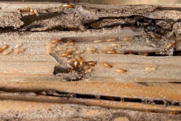 Best Bed Bug Extermination  in Clarkson, KY