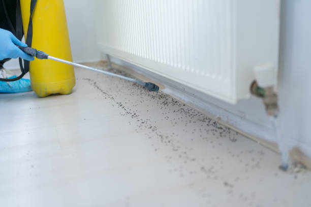 Best Wasp Removal Services  in Clarkson, KY